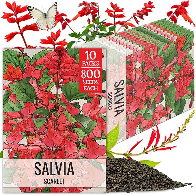 Seed Needs Scarlet Sage Seeds to Plant Perennial Red Salvia 10 Pack