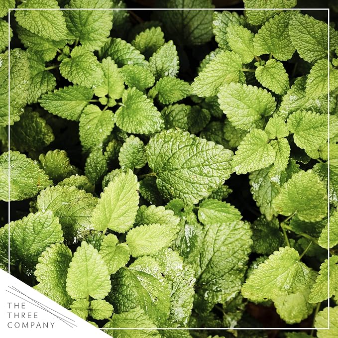 Live Herb - Assortment (4 Per Pack) – Grower's Choice Varieties, Rosemary, Eucalyptus, Mint, Lemon Balm & Other Assorted Herbs, Aromatic & Health Enhancer