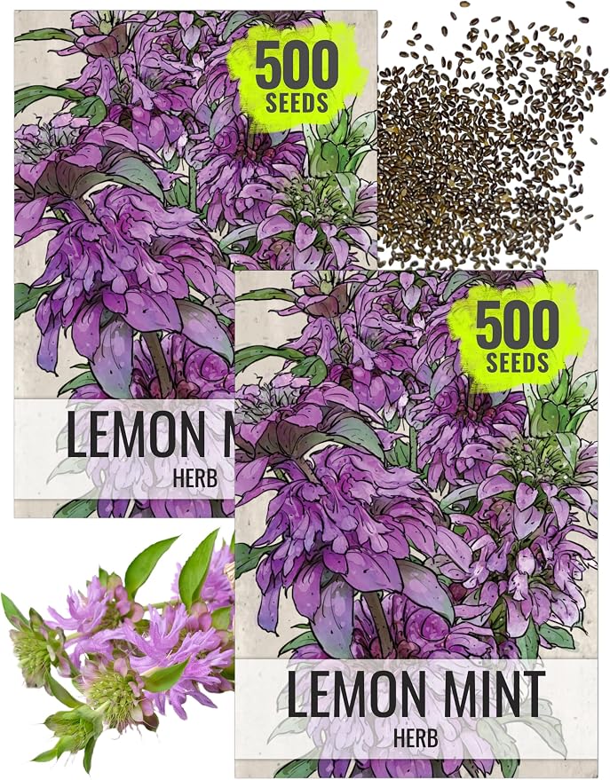 Seed Needs Lemon Mint Seeds to Plant Annual Heirloom Non-GMO Herbs 2 Packs