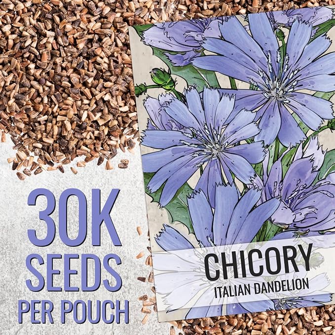 Seed Needs Italian Dandelion Chicory Herb Seeds 30,000 Seeds Bulk Pack