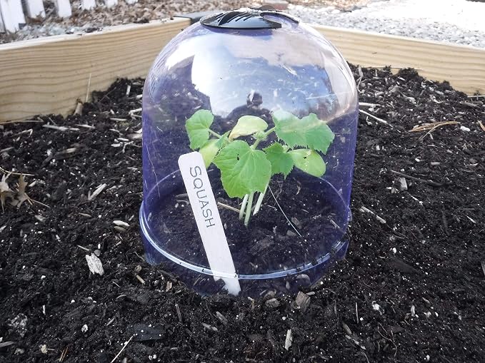 6-Pack! GrowAway Medium Reusable Plastic Mini Greenhouse, Cloche Dome, Plant Covers for Frost Guard Freeze Protection Outdoors, Garden Tools and Accessories - 10.24"Diam. x 7.48"H