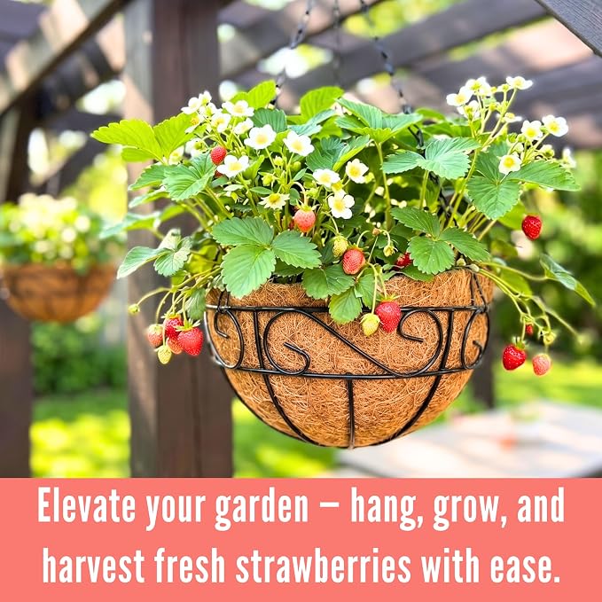 LaLaGreen Hanging Planter for Outdoor Plants (16 Inch, 2 Pack) Hanging Baskets with Coco Liner, Black Metal Wire Flower Basket Pots with Hook Hanger Balcony Porch Farmhouse Country Style Garden Decor