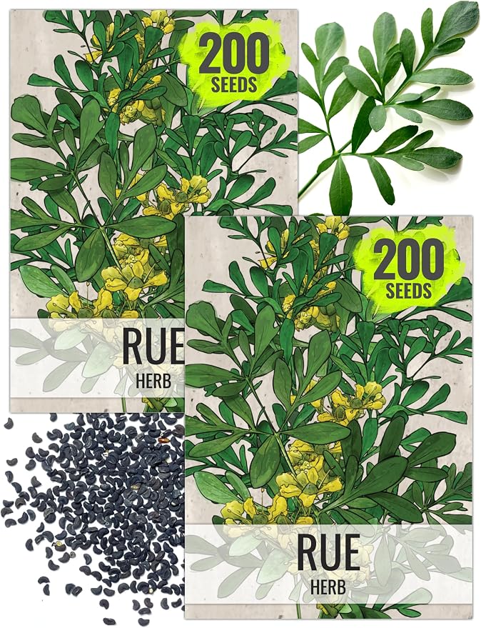 Seed Needs Rue Seeds to Plant Heirloom Non-GMO Medicinal Herbs 2 Packs