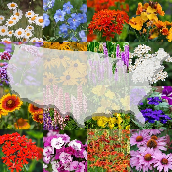 United States Nationwide Bulk All Perennial Non-GMO Wildflower Seed Mix - All U.S. Zones - Plant in Spring and Fall 1/2 Pound 1,000 Square feet - Includes Drought Tolerant Species