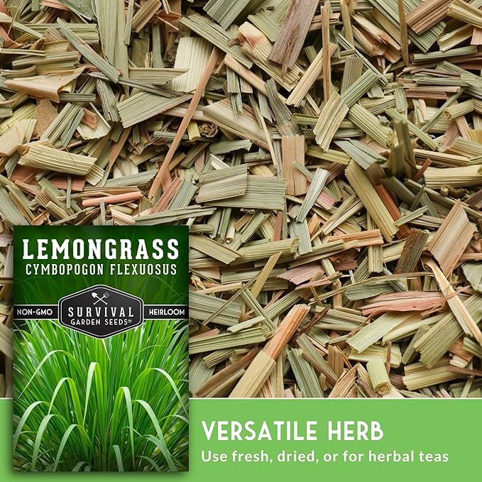 Lemongrass Seeds for Planting - Heirloom Asian Lemon Grass Seed - Fragrant Citrus Herb for Tea - Aromatic Garden Plant - Heirloom Non-GMO - Survival Garden Seeds (3 Packs)