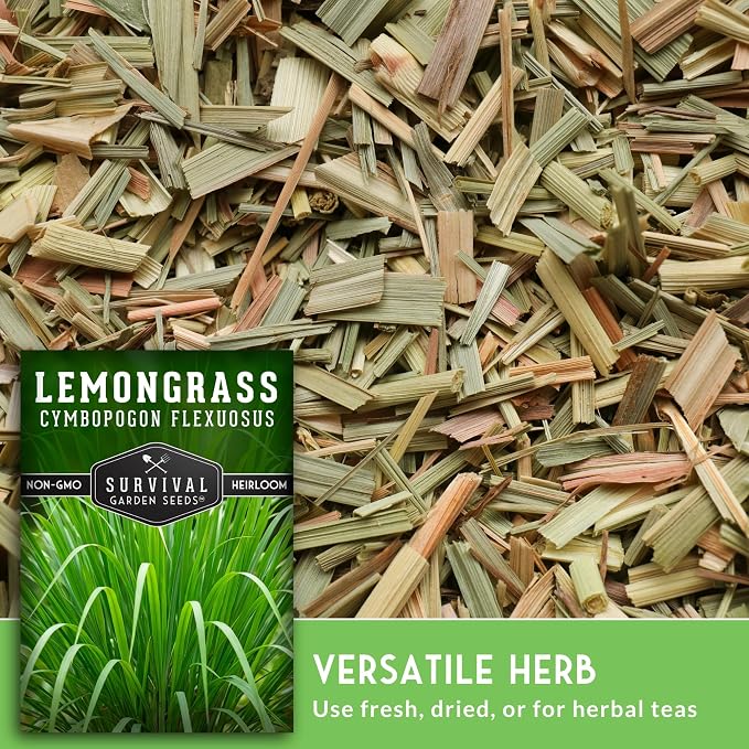 Lemongrass Seeds for Planting - Heirloom Asian Lemon Grass Seed - Fragrant Citrus Herb for Tea - Aromatic Garden Plant - Heirloom Non-GMO - Survival Garden Seeds (1 Pack)