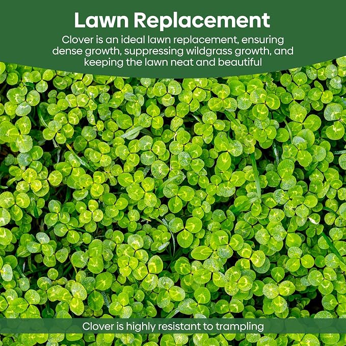 Groundio Mini White Clover Seeds, 1LB | 4-6 Inch Tall Perennial Dwarf Dutch Clover, Trifolium Repens, Low-Maintenance Ground Cover, Nitro Coated and Inoculated