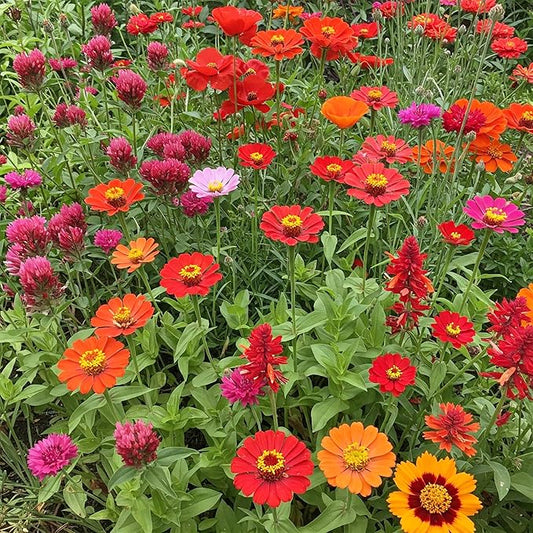 Ferry-Morse Flower Seeds - Red Wildflower Mix, Non-GMO, Full Sun, Wild Flowers - 1 lb