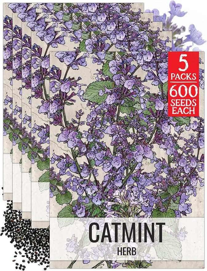Seed Needs Catmint Seeds to Plant Heirloom Non-GMO Herbs 5 Packs