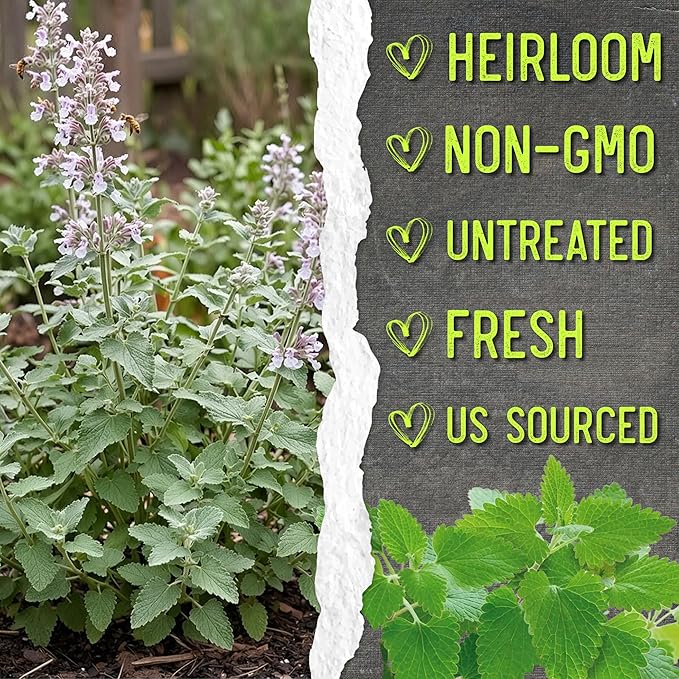 Seed Needs Catnip Seeds to Plant Heirloom Non-GMO Herbs for Cats 5 Packs