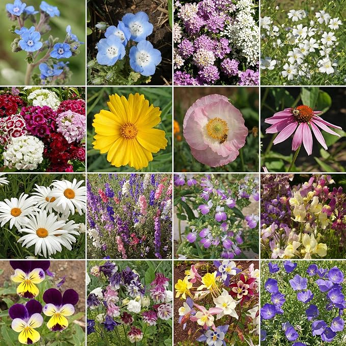 Ferry Morse Flower Seeds - Non-GMO Wildflower Shade Mix, Shade Flowers - 1 lb