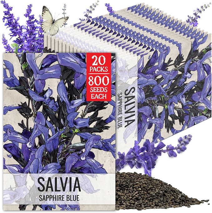 Seed Needs Sapphire Sage Seeds to Plant Blue Salvia Flowers 20 Pack