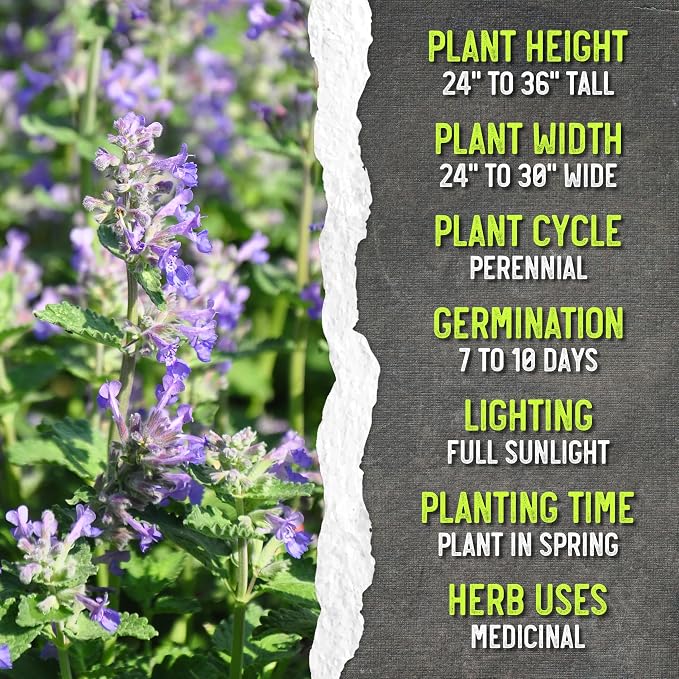 Seed Needs Catmint Seeds to Plant Heirloom Non-GMO Herbs 5 Packs