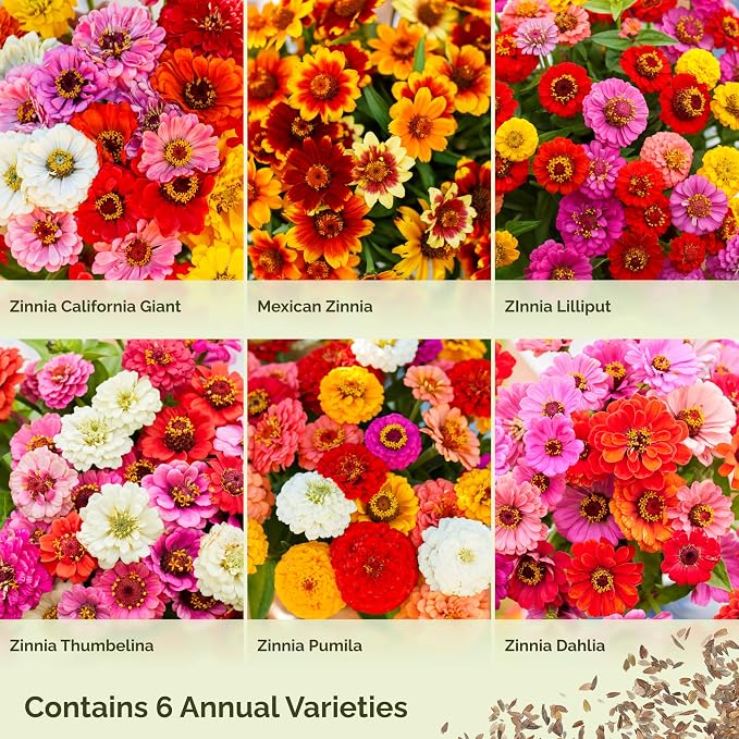 Eden Brothers Zin Master Zinnia Seeds for Planting 2026, 1/4 lb Flower Seeds Mix 120,000+ Seeds – 6 Variety Mix, California Giant, Dahlia, Mexican, Lilliput Zinnia | Non-GMO Garden Seeds, Zones 3-10