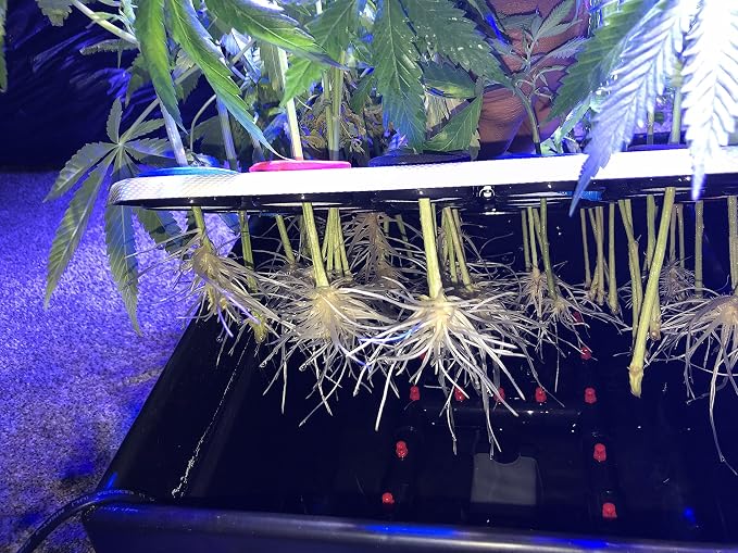 25 Site Aeroponic Cloning Machine Expect 100% Success Rates