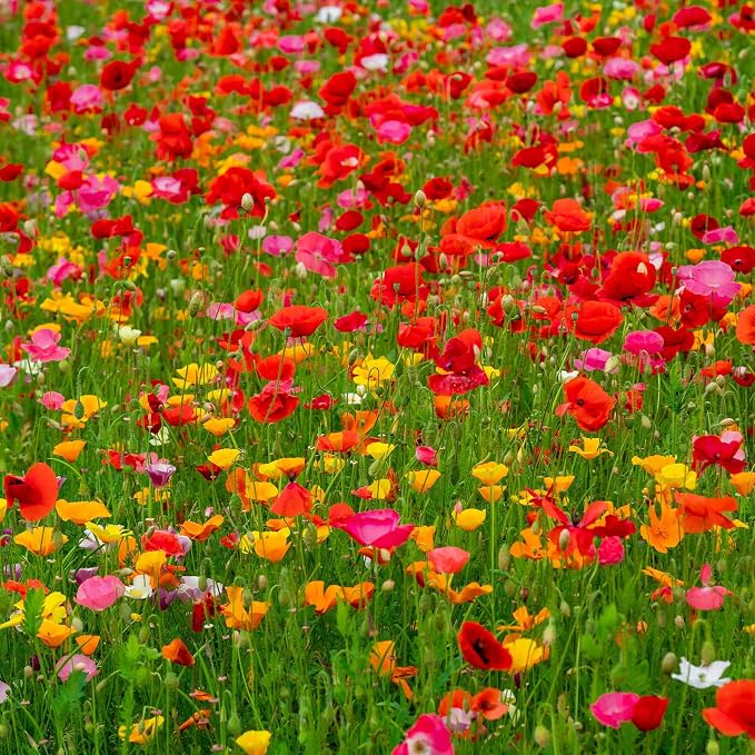 Eden Brothers Poppy Power Flower Mixed Seeds for Planting, 1 lb, 480,000+ Seeds with Red Corn, Iceland, California Poppy | Attracts Pollinators, Plant in Spring or Fall, Zones 3, 4, 5, 6, 7, 8, 9, 10