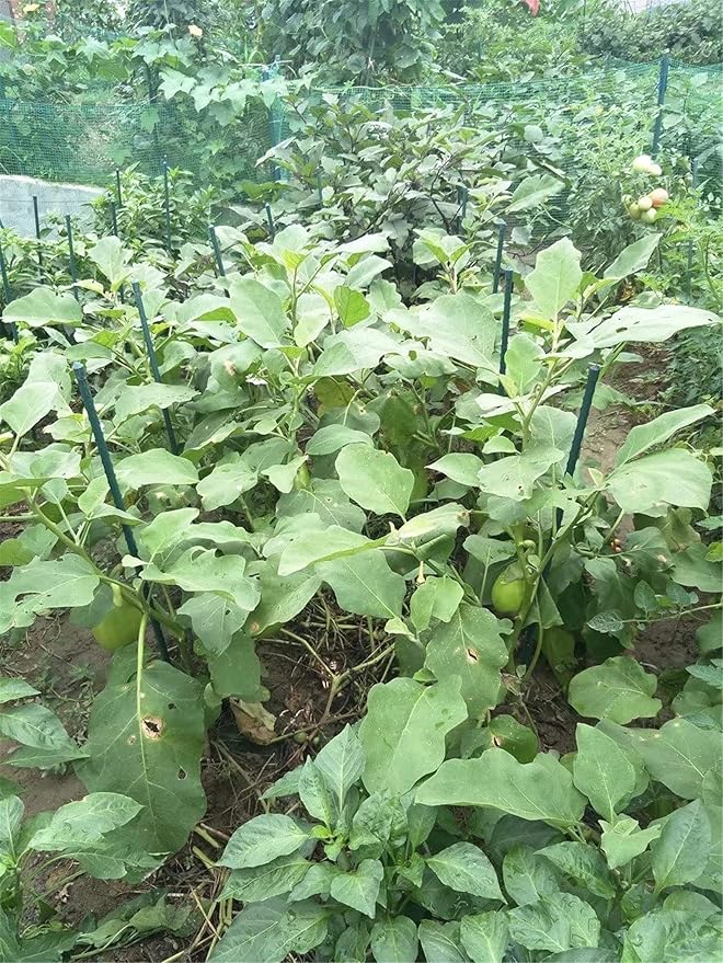 Garden Stakes 36 Inches Steel Plant Stakes Tomato Stakes 3ft Pack of 25