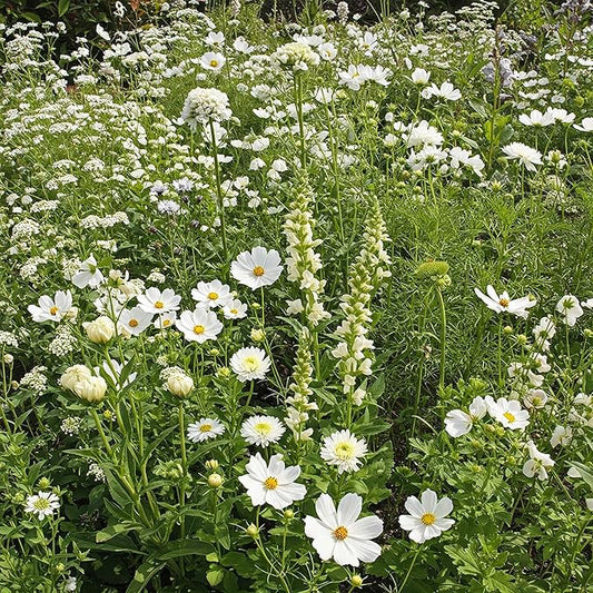 Ferry Morse Flower Seeds - White Wild Flower Mix, Non-GMO, Outdoor, Full Sun - 1 lb