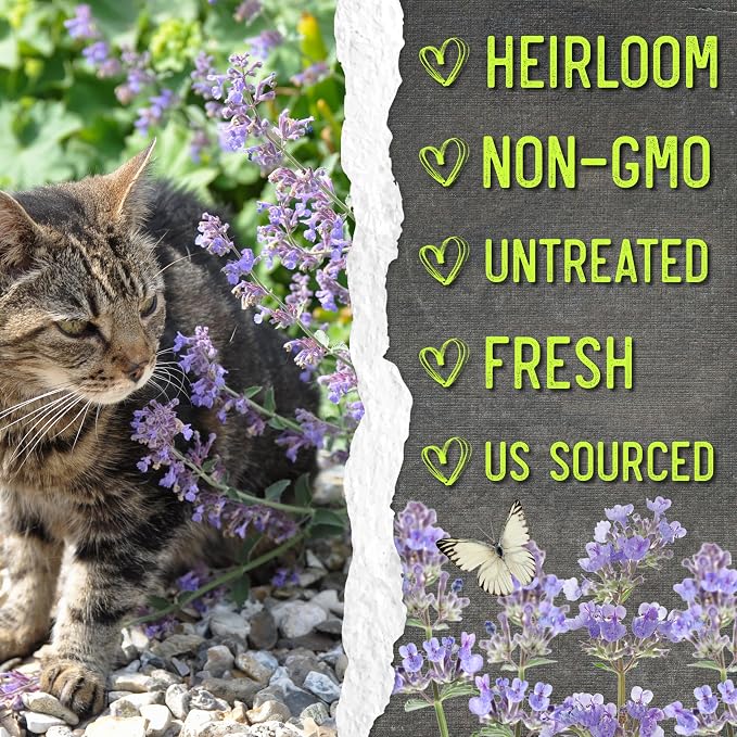 Seed Needs Catmint Seeds to Plant Heirloom Non-GMO Herbs 2 Packs