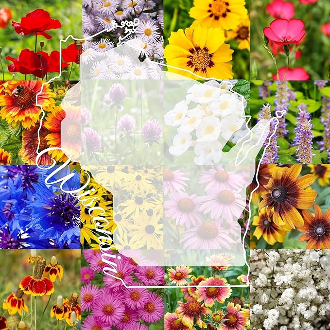 Wisconsin Bulk Perennial and Annual Wildflower Seed Mix 1lb Covers 2,000sq-ft - Attract Pollinators, Multi-Color Blooms - Midwest US Species Plant in Spring/Fall - Earth-Friendly Packaging (1 Pound)