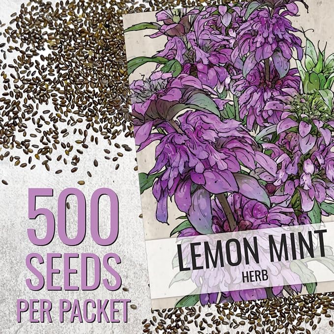 Seed Needs Lemon Mint Seeds to Plant Annual Heirloom Non-GMO Herbs 1 Pack