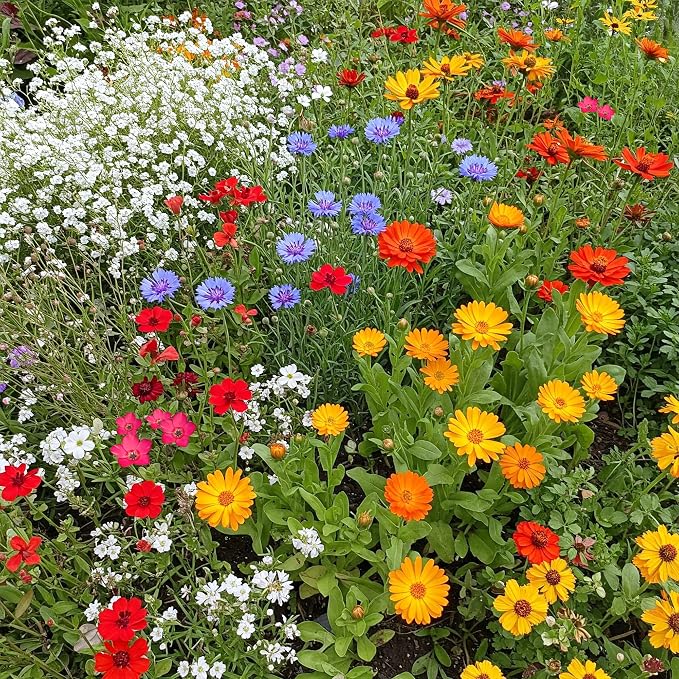 Ferry-Morse Flower Seeds - Easy Care Children’s Garden, Non-GMO, Cut Flower Mix - 1 lb