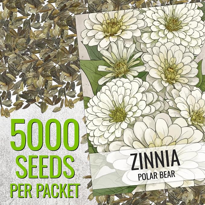 Seed Needs Zinnia Seeds Polar White Fast Blooming 5,000 Seeds Bulk Pack
