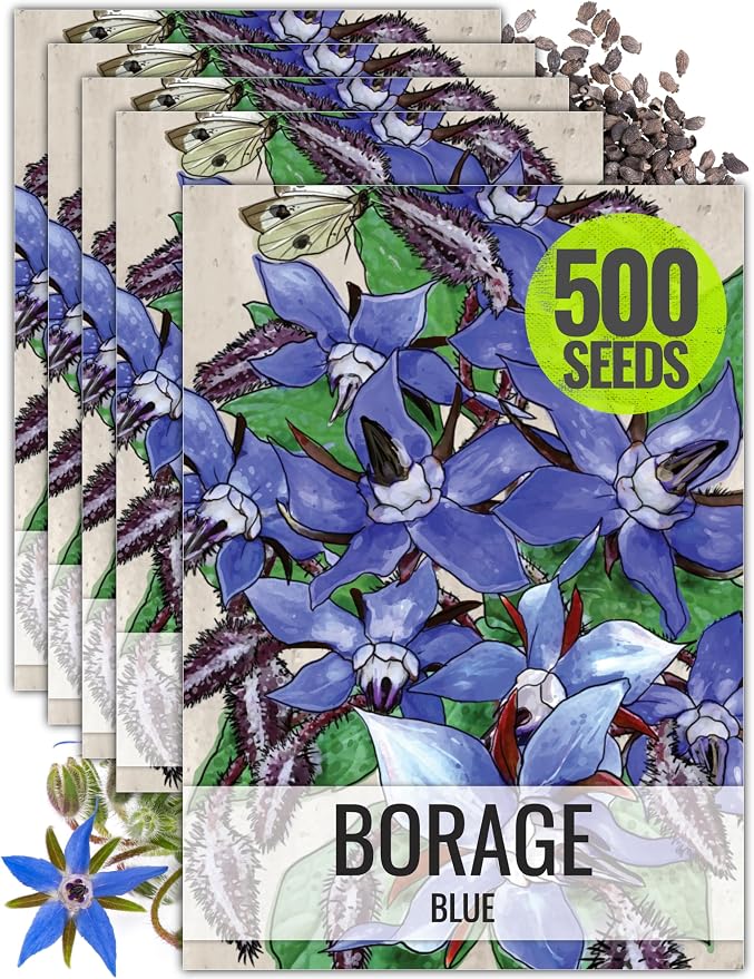 Seed Needs Borage Seeds to Plant Heirloom Blue Edible Flowers 5 Packs