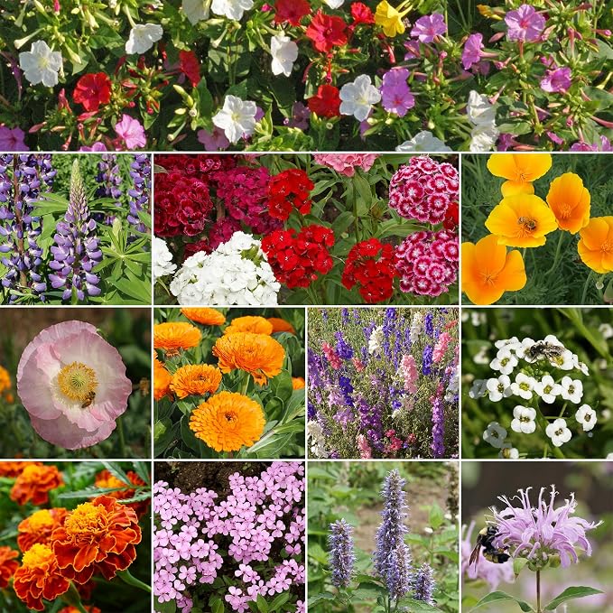 Ferry-Morse Wildflower Seed Mix & Vitamin Solution - Deer Resistant, Non-GMO - 1 lb, 4 oz - GMO Free