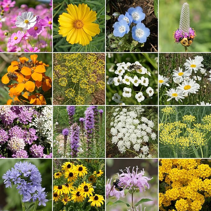 Ferry Morse Wildflower Seeds - Non-GMO, Attracts Beneficial Bugs - 1 lb - Other