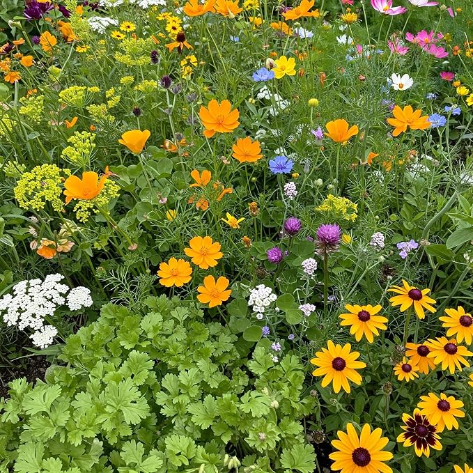 Ferry Morse Wildflower Seeds - Non-GMO, Attracts Beneficial Bugs - 1 lb - Other
