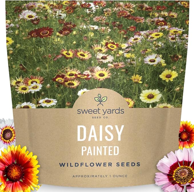 Painted Daisy - Large 1 Ounce Packet - 10,000 Flower Seeds for Planting - Chrysanthemum carinatum