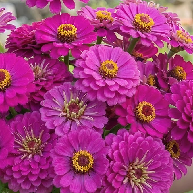 Seed Needs Zinnia Seeds Violet Queen Fast Blooming 5,000 Seeds Bulk Pack