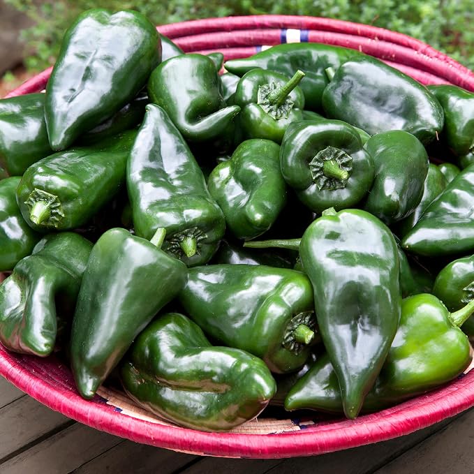 Bonnie Plants Poblano Pepper, Live Plant, 1 Gal., 2-Pack