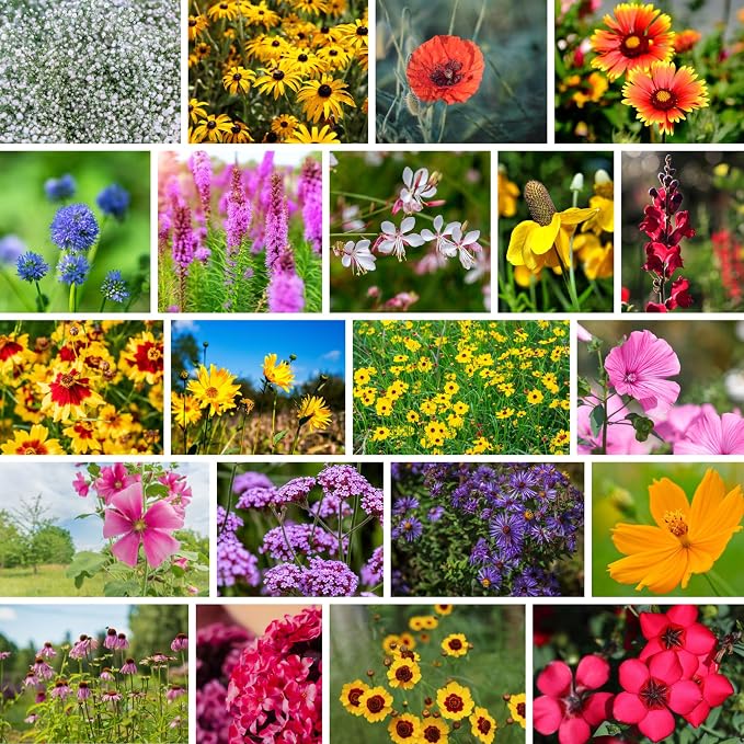 Mountain Valley Seed Co Southeastern Wildflower Seed 5 Lb 3.2 Million Seeds | Native Wildflower Seed Mix for Southeast USA – Annual & Perennial Pollinator Flower Seed for Garden, Meadow & Landscaping