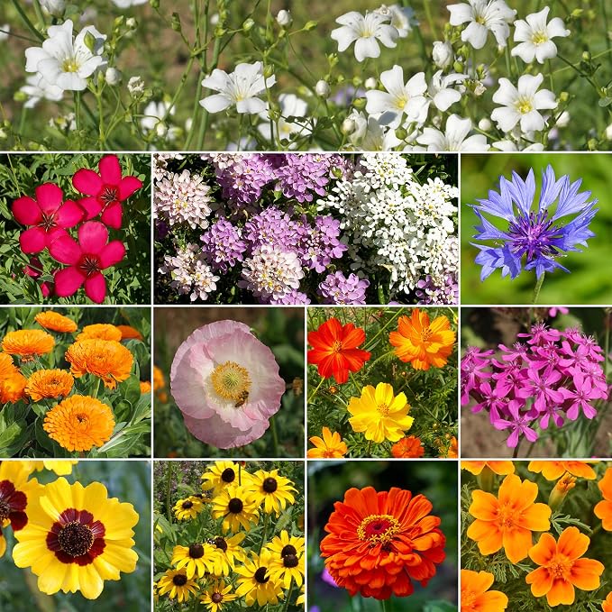 Ferry-Morse Flower Seeds - Easy Care Children’s Garden, Non-GMO, Cut Flower Mix - 1 lb