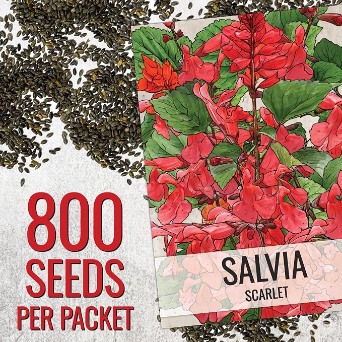 Seed Needs Scarlet Sage Seeds to Plant Perennial Red Salvia 10 Pack