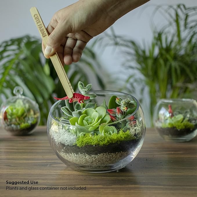 Cute Farms Terrarium Starter Kit | Moss, Vermiculite, Soil, Pebbles, Plant Food, Finishing Tools, Build and Care Guide | DIY Succulent Terrarium for Adults and Kids (Medium)