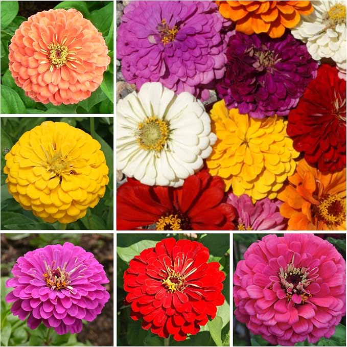 Seed Needs Zinnia Seeds California Giants Mix 5,000 Seeds Bulk Pack