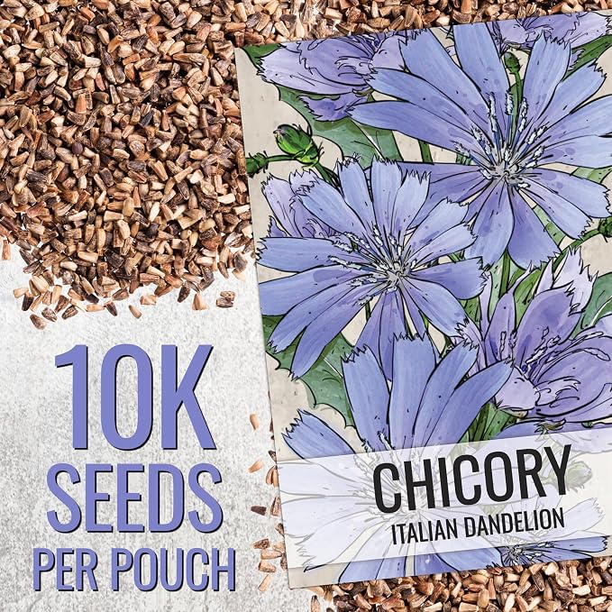 Seed Needs Chicory Seeds to Plant Italian Dandelion (Blue Flowers) XL Pack