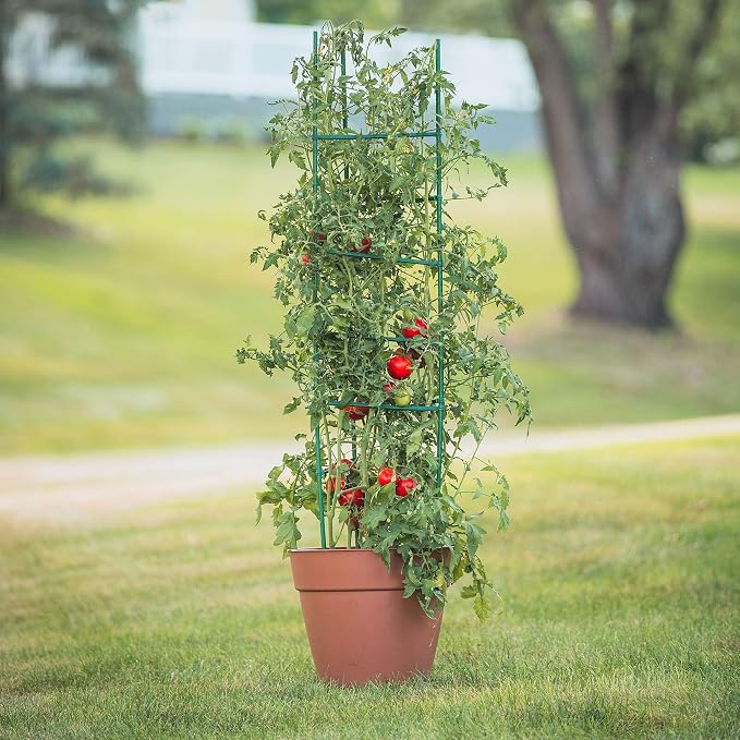 Gardener's Blue Ribbon 3-Pack Ultomato Tomato Plant Cage, Black, Model Number: TMC3PACK