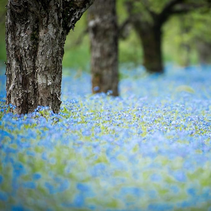 Outsidepride Blue Forget Me Not Seeds - 1/8 lb. Low Growing, Self-Sowing Perennial Flower Seeds for Planting Dense Blue Blooms & Upright Growth Habit for Meadows, Pollinator & Cottage Gardens