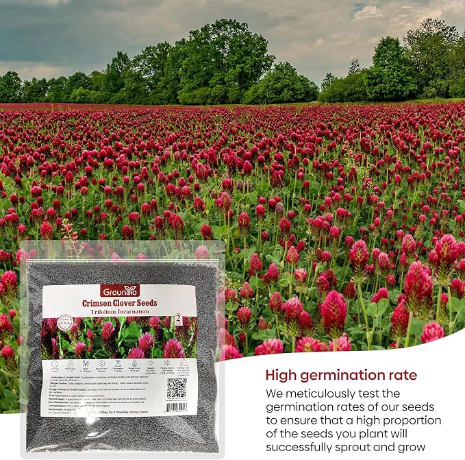 Groundio Annual Crimson Clover Seeds, 2 lbs, Trifolium Incarnatum Seeds for Lawn, Attracts Pollinators, Nitrocoated and Inoculated Seeds for Garden(Trifolium Repens)