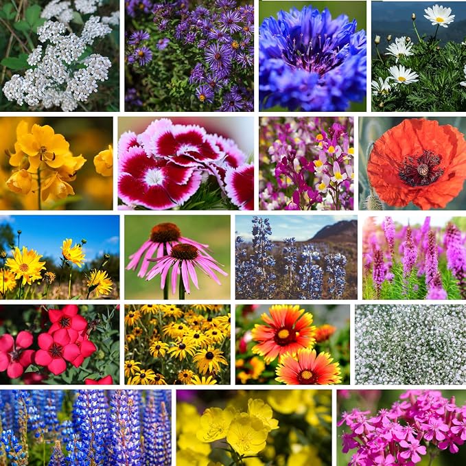 Mountain Valley Seed Co Northeastern Wildflower Seed 5 Lb 3.2 Million Seeds | Annual & Perennial Native Wildflower Mix – Regional Flower Seed for Pollinators