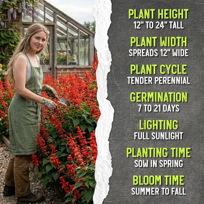 Seed Needs Scarlet Sage Seeds to Plant Perennial Red Salvia 20 Pack