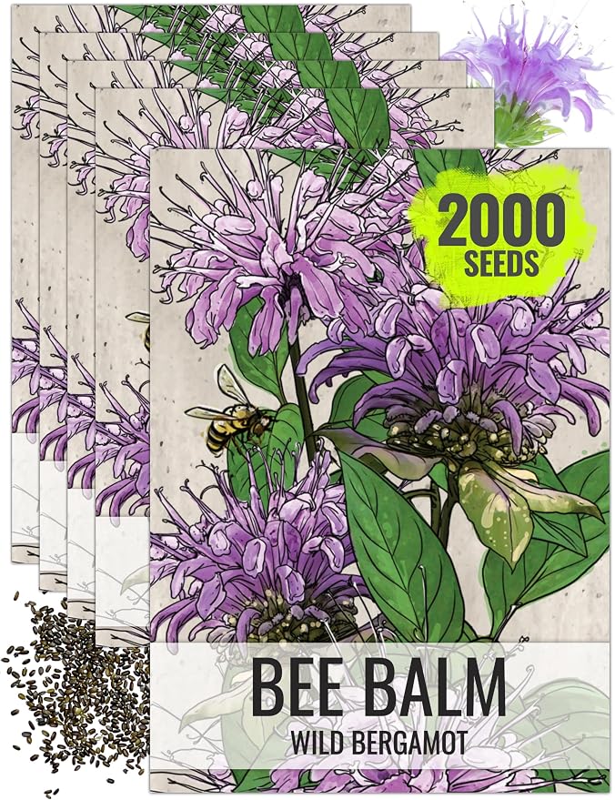 Seed Needs Wild Bee Balm Seeds to Plant Bergamot Perennial Flowers 5 Packs