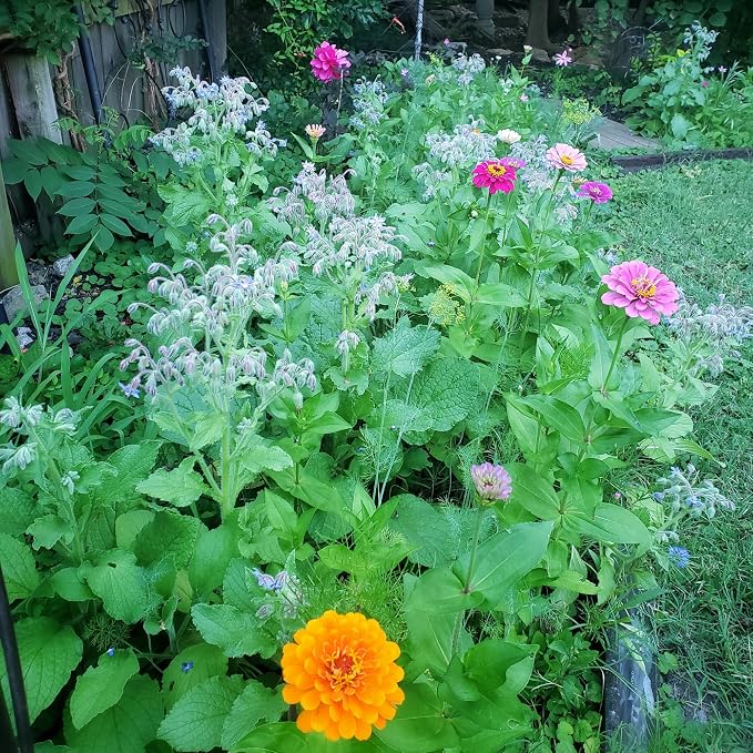 BUZZY Wildflower Pollinator Seed Mix (1lb Bag), 18 Pollinator-Friendly Varieties, Protect The Pollinators & Save The Planet, Coneflower, Sunflower, Calendula, Cosmos, & More, Growth Guaranteed
