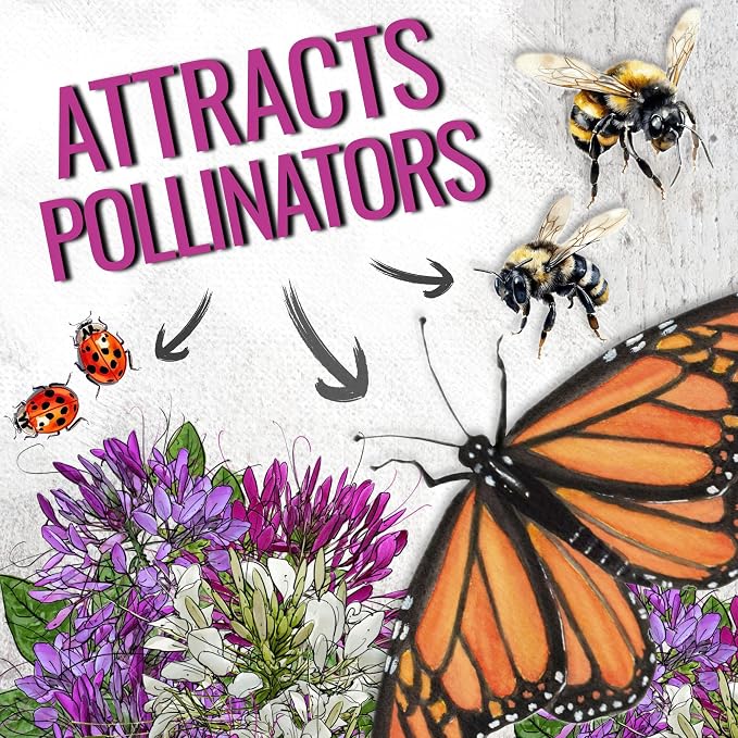 Seed Needs Cleome Seeds for Planting Mixed Annual Flowers 2 Packs