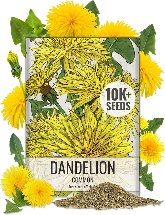 Seed Needs Dandelion Seeds 10,000 Herb Seeds Non GMO Bulk Pack