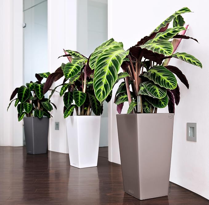 Lechuza CUBICO Color 40 Nutmeg, Self-Watering Tall Planter, H29.5 L15.7 W15.7 in